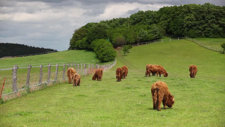 Header of Aberdeen Angus