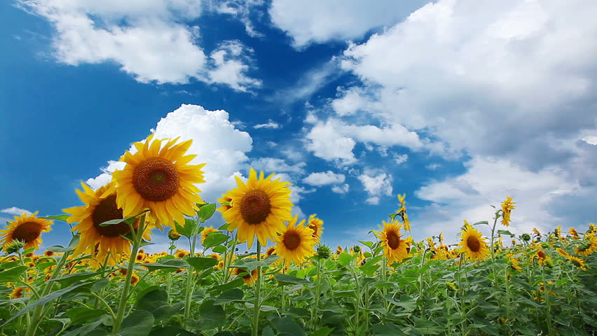 flowering sunflowers on a background cloudy sky