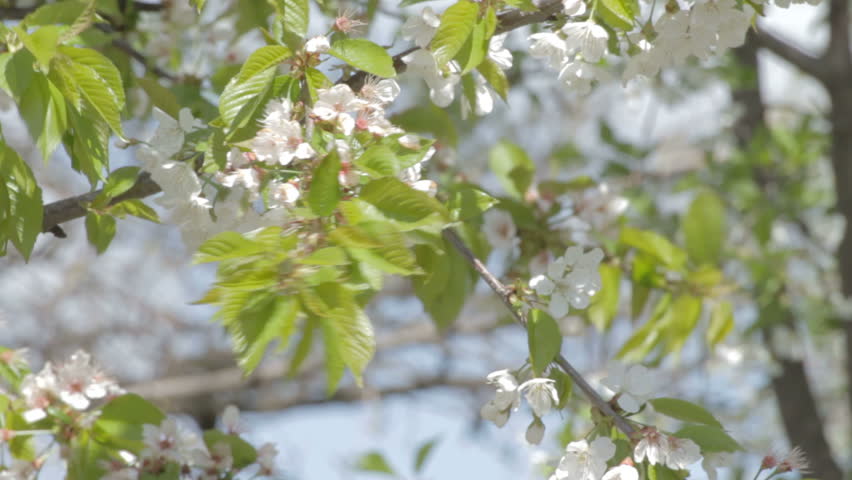 Wind rustles cherry branches, covered with delicate white flowers and small leaves. It feels spring in the air. 