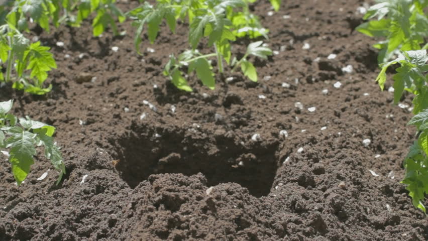Young woman in white sweater and blue rubber garden gloves neatly and carefully landing tomato seedlings in fertile soil. There are seen already planted bushes. 