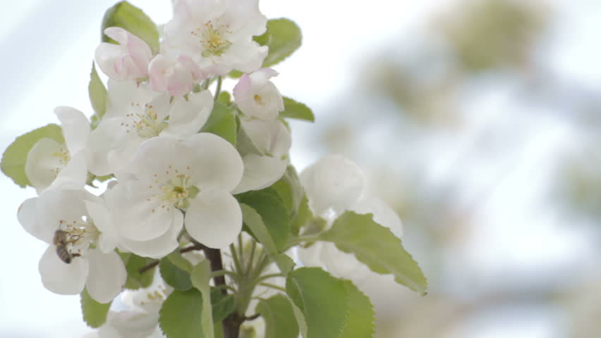 Bee collecting pollen from flavorful white apple tree flowers in blossom. It's early spring. 