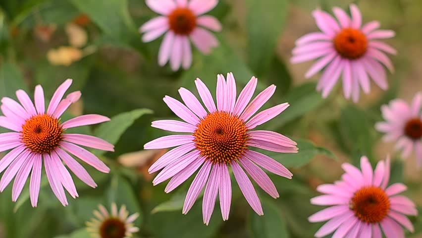 echinacea