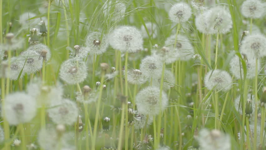 EDIT 3 VIDEO Wind rustles green weeds and dandelions, covered with seeds.  