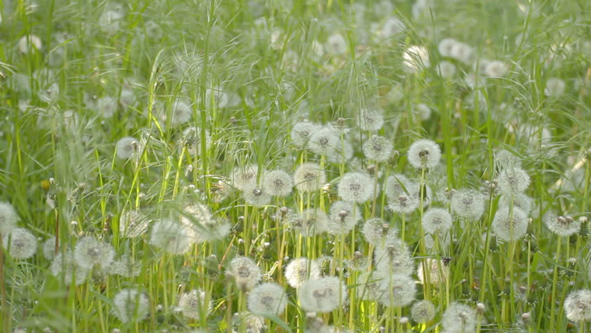 Wind rustles green weeds and dandelions, covered with seeds. 