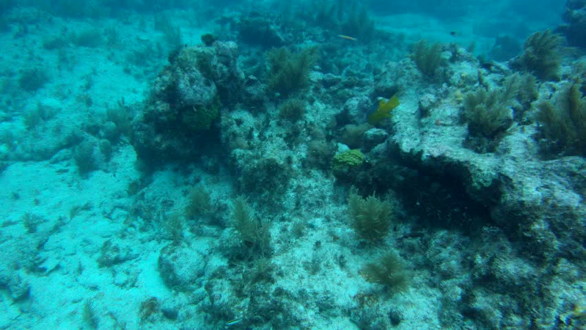 Black Grouper Camouflage