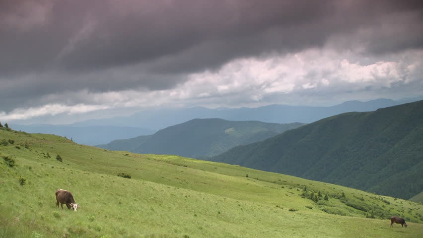 Two cows grazes on the mountain slope, sound - beautiful tinkling of bells