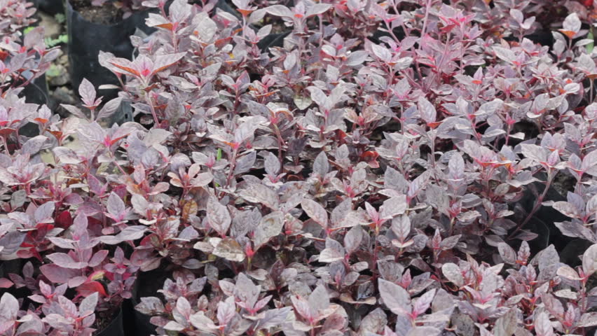 Header of Alternanthera bettzickiana
