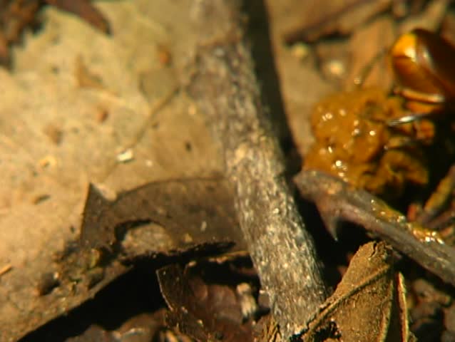 Tropical scarab beetle rolling ball of dung in the rainforest