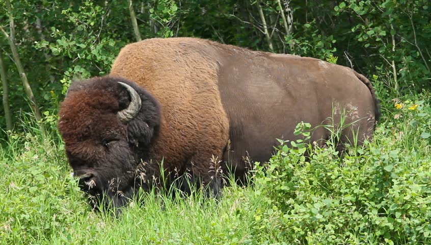 Large Male Bison standing in the sun chewing grass