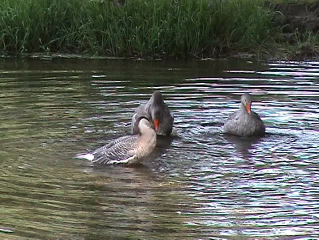 Family of geese swimming in the river