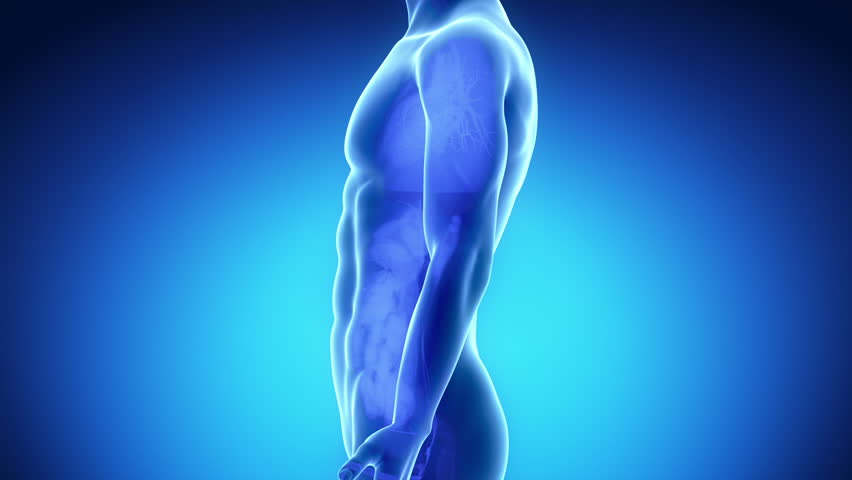 Male biliary tract anatomy in blue orange x-ray view