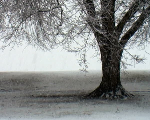 snow blizzard with oak trees