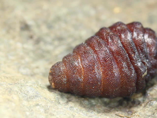 Bot fly larva