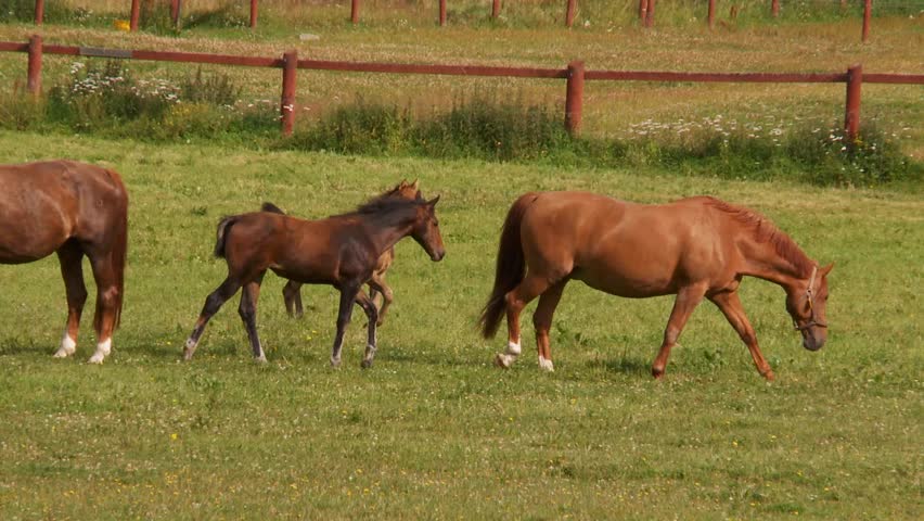 horses