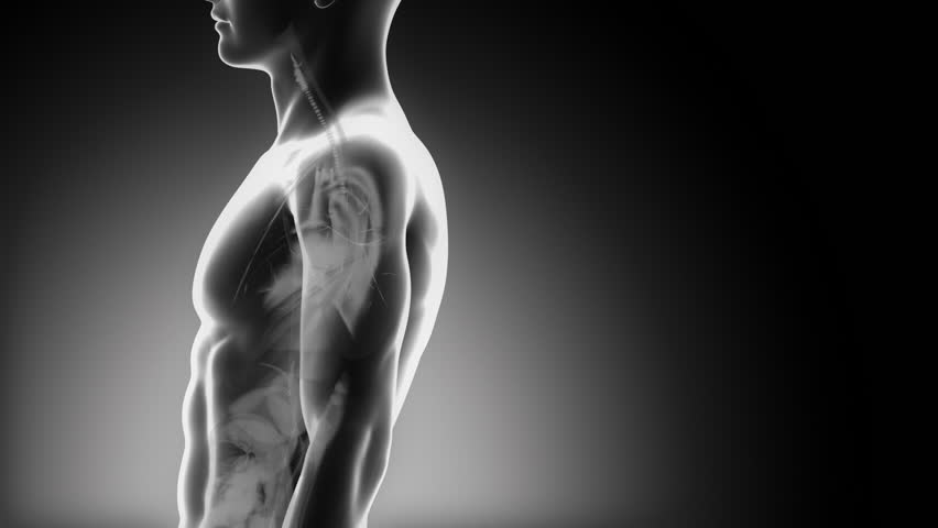 Detailed view - Male LARYNX anatomy in x-ray