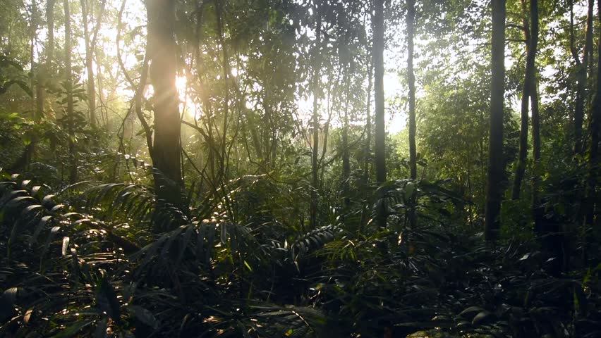 Forest Canopy With Wasps Flying, New Caledonia, 2013 Stock Footage 