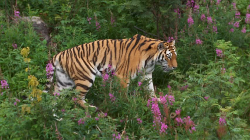 tiger