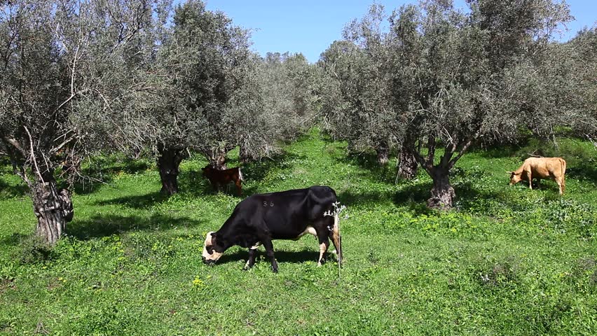 Cows in front of olive trees. Some of them regurgitate. some playful. Some graze green grass.