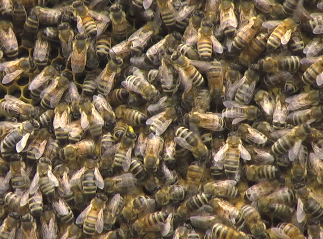 Macro of honeybees at work on a honeycomb