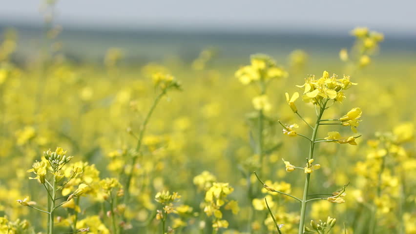 Yellow field panning - summer rape flowers in the breeze. Follow focus from front flowers to far  scene (Brassica napus)
