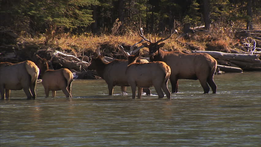 Herd of Elk crossing river