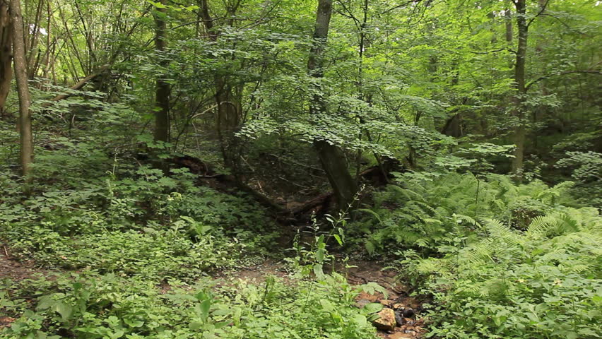 Summer deciduous forest panning - jungle background