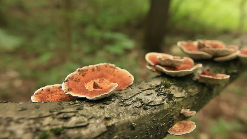 Closeup of orange tinder fungi on twig panning in forest