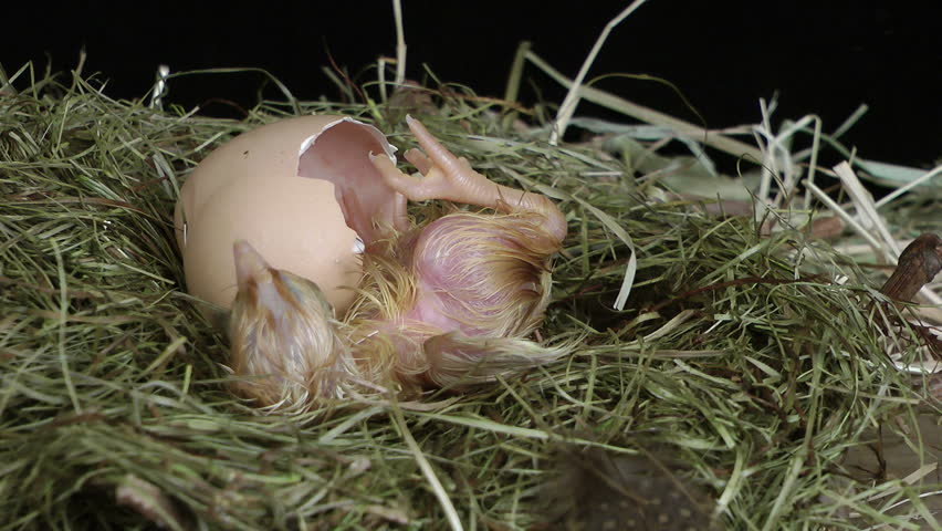 Hatching chick coming out of a brown egg