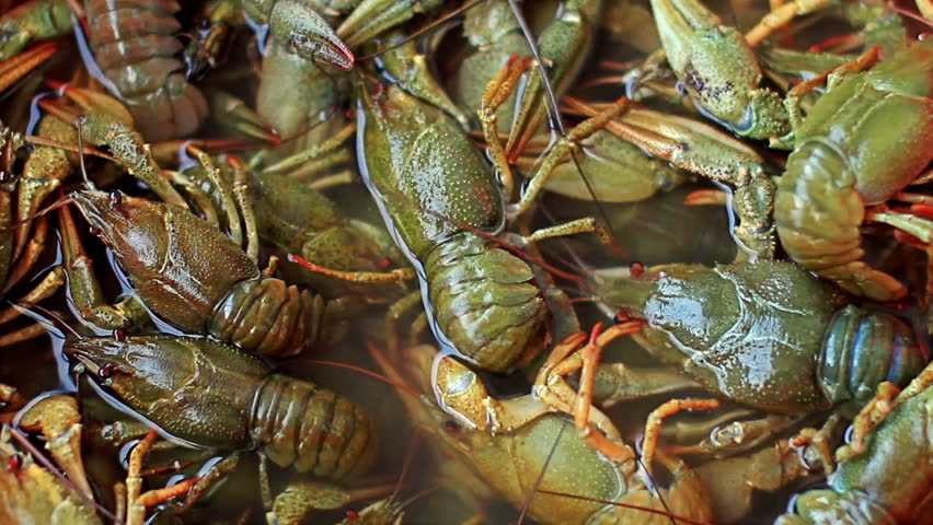 Live crawfish