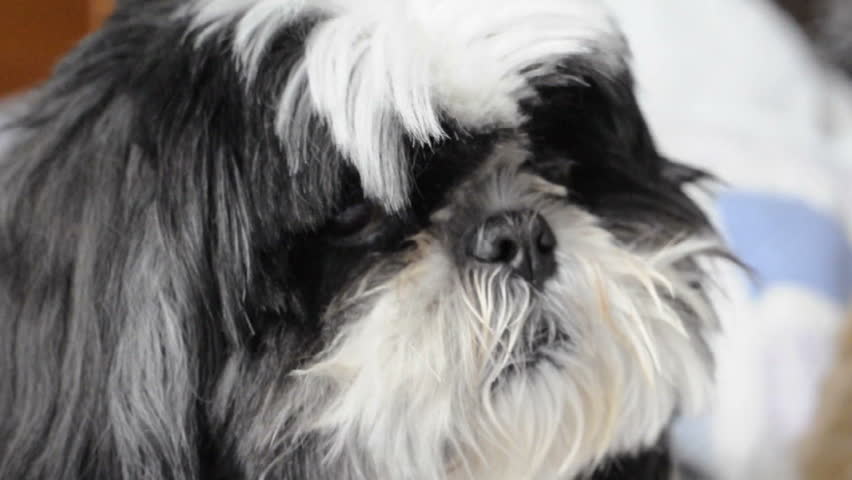 Shitzu dog licking lips and looking right at the camera.