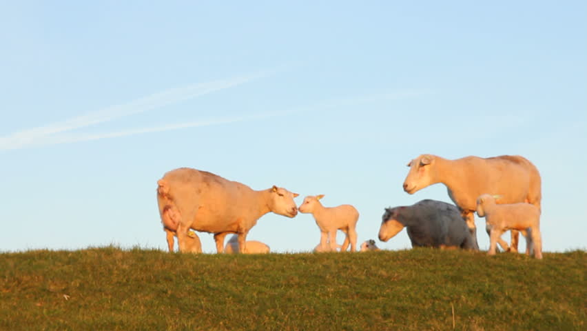 Cute young lambs with their mother