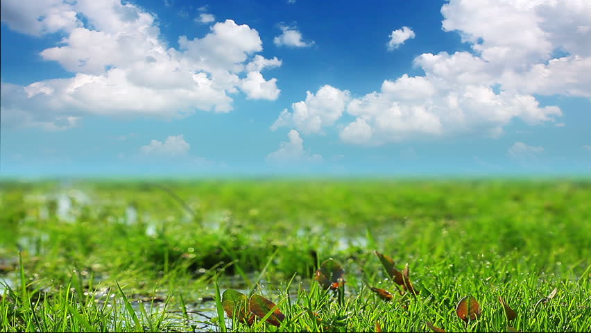 green grass on a background cloudy sky