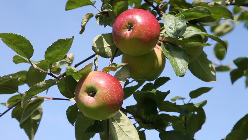 Hand picking up ripen apples from the tree 
