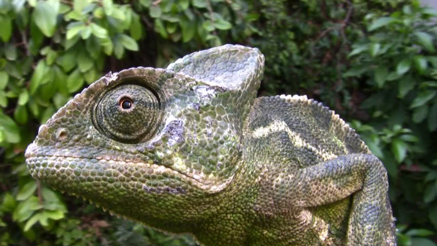 Common Chameleon, family Chamaeleonidae. Sometimes refer to politicians who lie and make false deceptive promises before elections