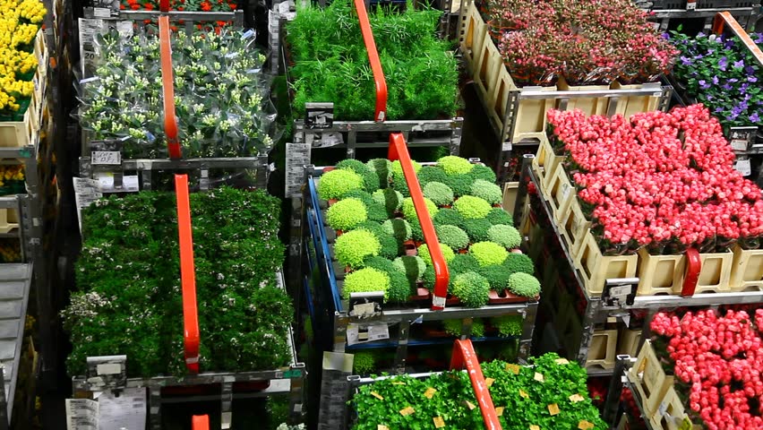 AALSMEER, THE NETHERLANDS-APRIL 27: Flowers being prepped for auction, FloraHolland, April 27, 2011, Aalsmeer, The Netherlands. Aalsmeer Flower Auction is the largest flower auction in the world; Around 20 million flowers are sold here daily.