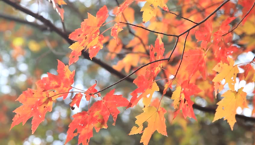 Autumn Leaves Closeup at Maltby lake Connecticut.