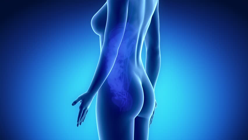 Female REPRODUCTIVE ORGANS anatomy in blue x-ray loop