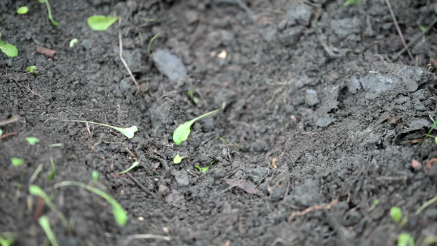 Human hands digging ground and planting sprout into soil 