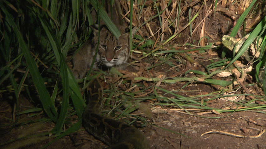 Bobcat attacks Python