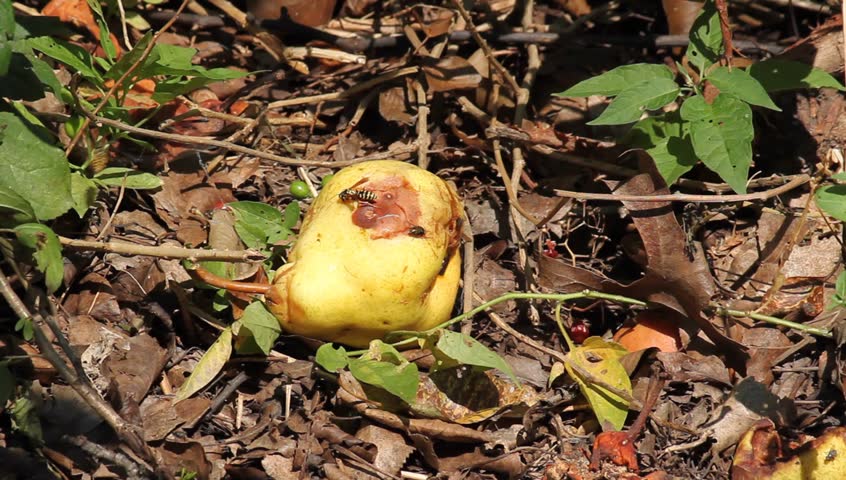 Bees Flying Over A Decomposed Pear For Nectar