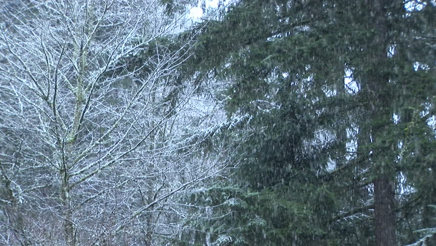 HD Snow Falling on Pines Format: NTSC HDV Compression: PhotoJPEG Camera: Sony HVR-Z1U Size: 1080i (1920 x 1080) Sound: No