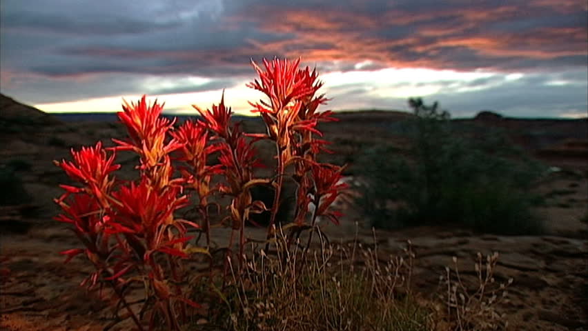 Red wildflowers grow triumphant in the scrub under a desert sunset.