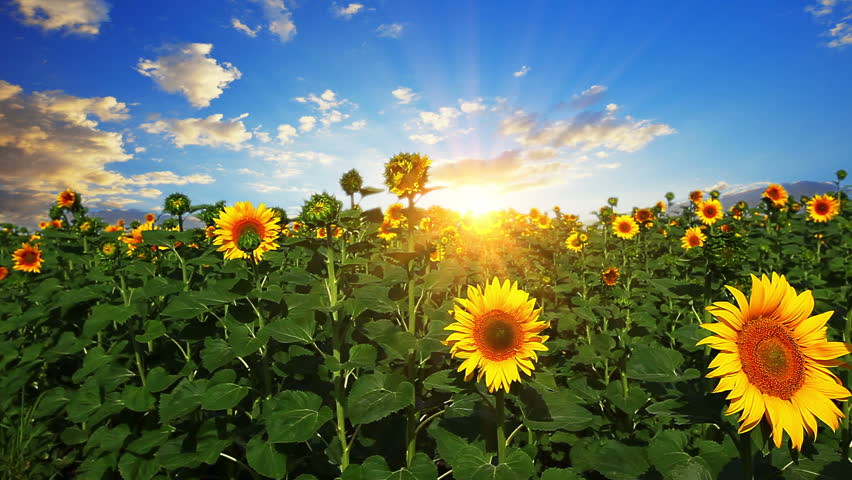 flowering sunflowers on a background sunset