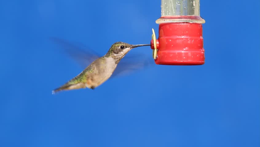 Ruby-throated Hummingbird (archilochus colubris) at a feeder with a blue background
