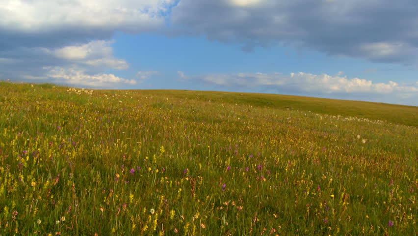 Grass is moving with a wind
