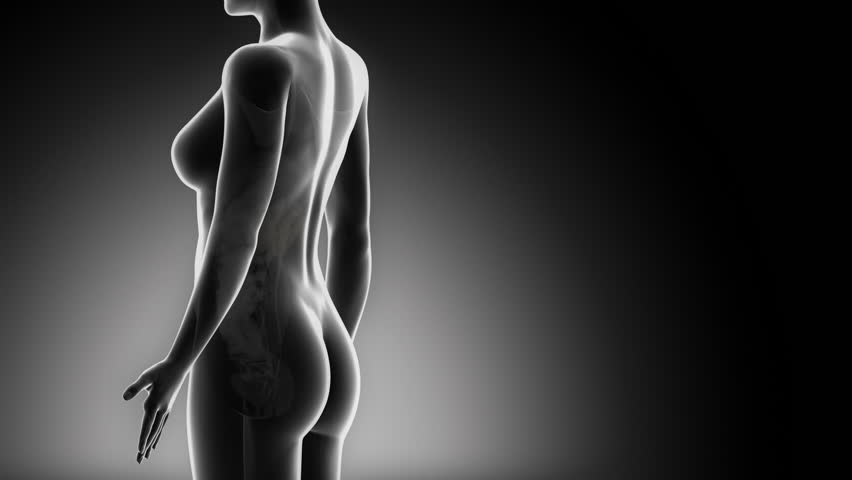 Female UROGENITAL ORGANS anatomy in detail x-ray loop