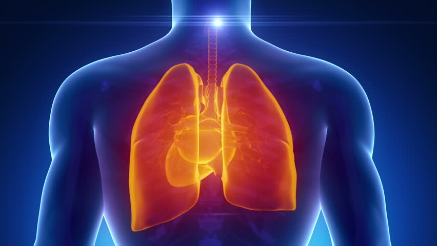 Male LUNGS HEART BRONCHUS medical scan anatomy