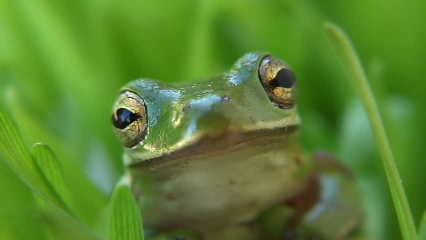 frog winking