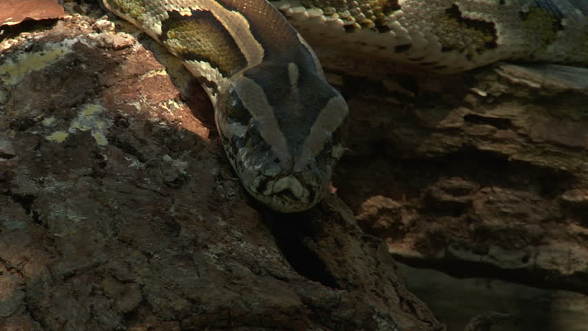 Large Python in Orchard