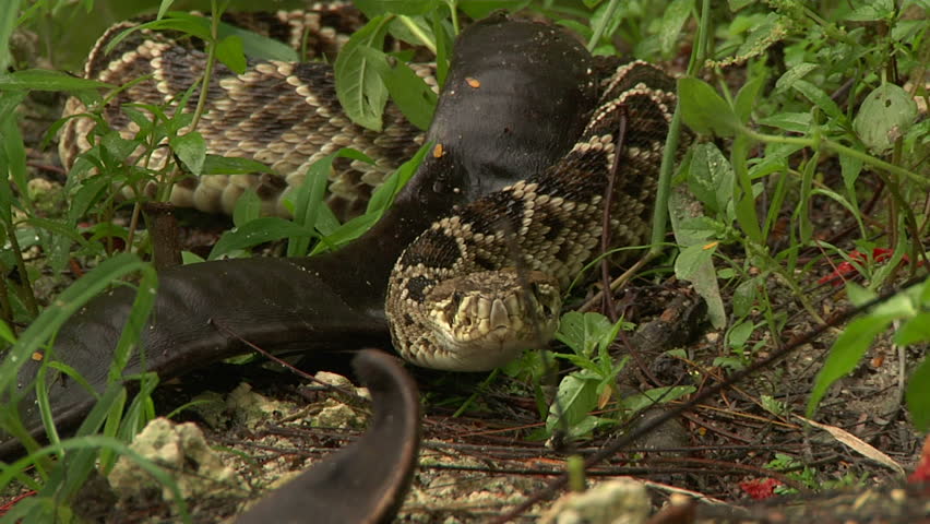 Eastern DB Rattler